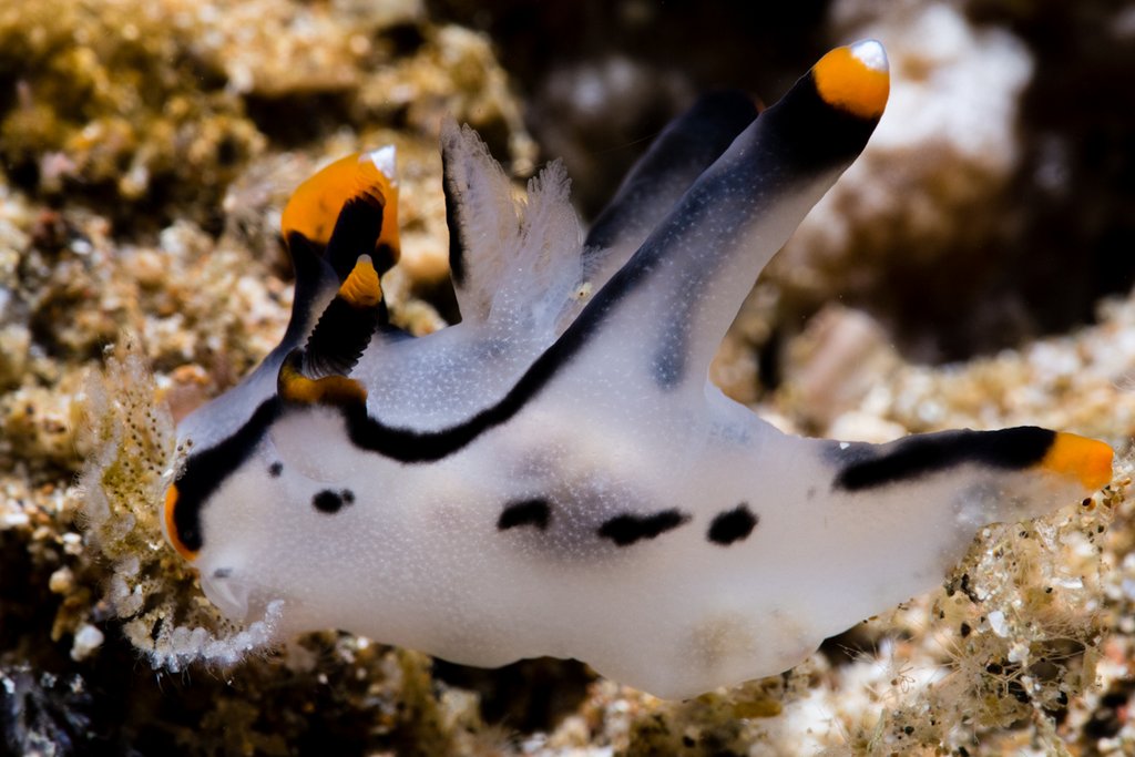 Painted Thecacera Nudibranch