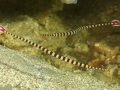 Banded Pipefish