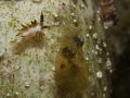 Favorinus tsuruganus nudibranch & Squid
