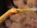 Bent Stick Pipefish