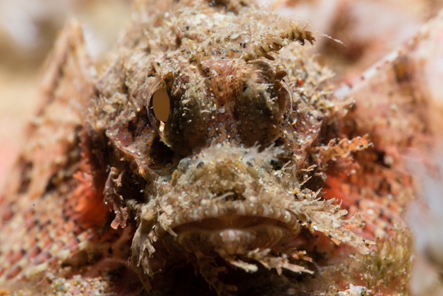 Juvenille Scorpionfish