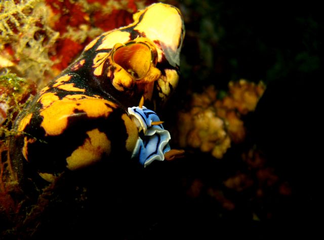 Chromodoris lochi Nudibranch eating a Sea Squirt