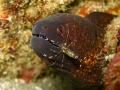 Clear Cleaner Shrimp & Moray eel