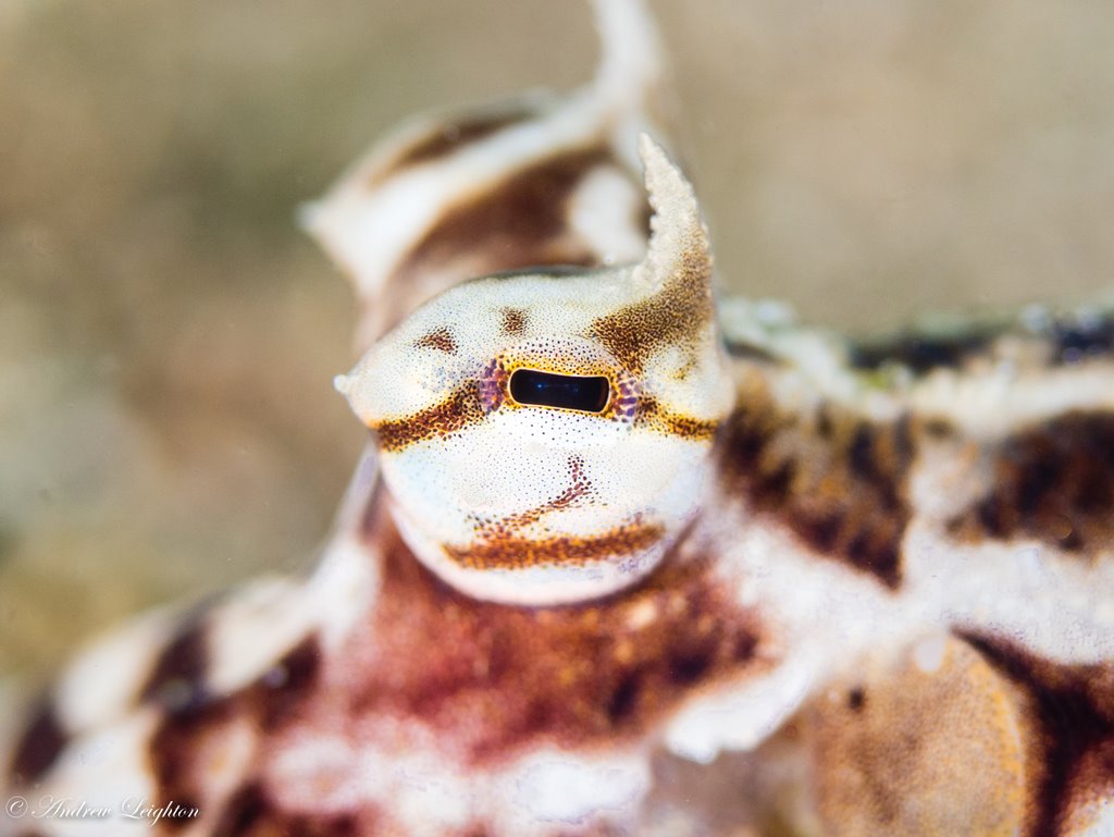 Mimic Octopus Eye