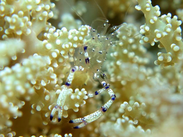 Graceful Anemone Shrimp (Ancylomenes venustus)