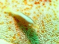 Starfish Shrimp on a starfish