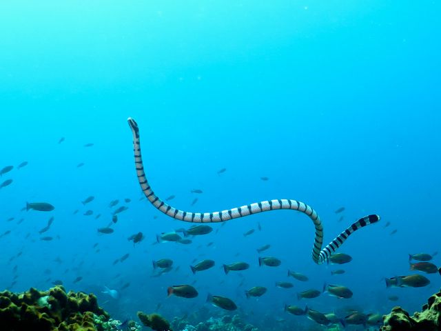 Sea Snake surfacing