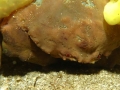 Decorator Crab carring sponge coral on its back
