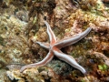 Tan Starfish