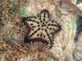 Chocolate Chip Starfish