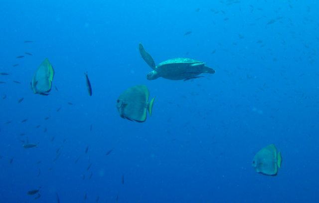 Sea Turtle and its trailing batfish