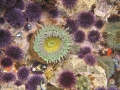 Anemone and urchins