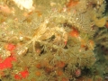 Hemphill's Crab