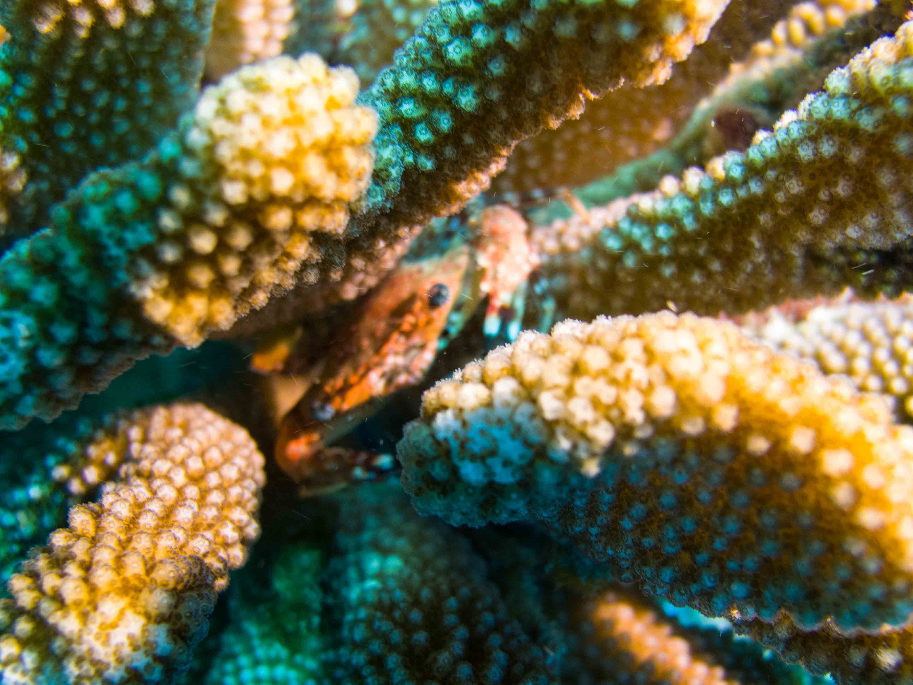 Yellow Spotted Guard Crab in Antler Coral