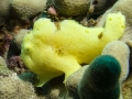 Baby Giant Frogfish