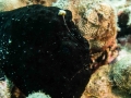 Giant Frogfish Lure and bait visible