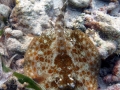 Yellow Spotted Stingray