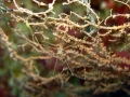 Spider crab on gorgonian