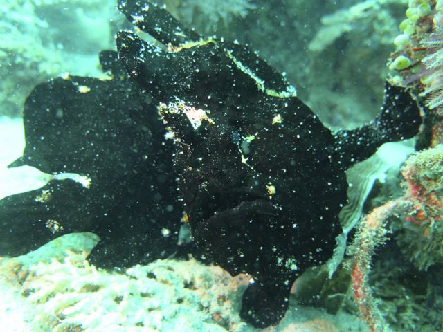 Giant Frogfish mating
