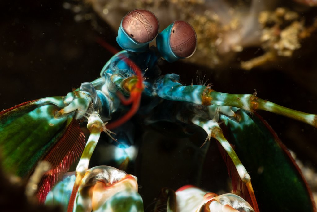 Life Underwater – See the sea - it's better down here