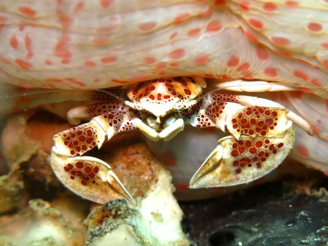 Porcelian Crab underneath an anemone