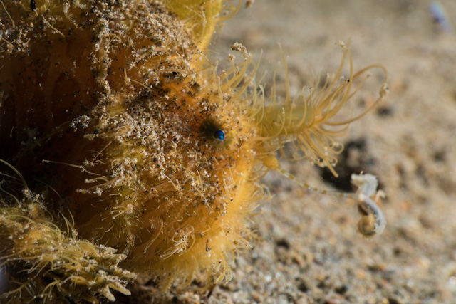 Hairy Frogfish with its reel out