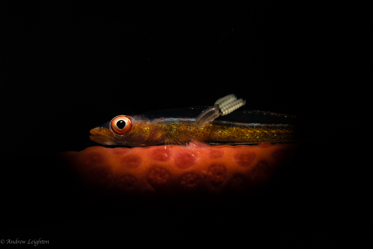 Whip Coral Goby with Parasite