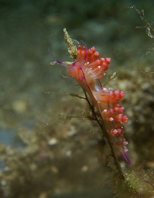 Redline Nudibranch (Flabellina Rubrolineata)