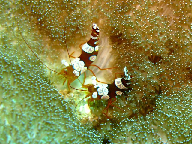 Sexy Shrimp on anemone