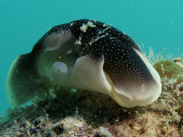 Chelidonura amoena Nudibranch
