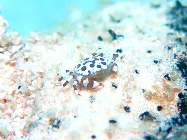 Harlequin Crab on a Sea Cucumber