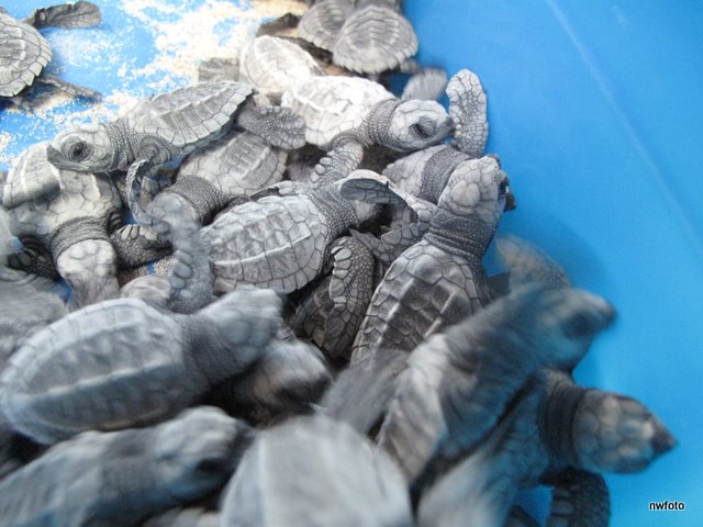 Baby Olive Ridley sea turtles