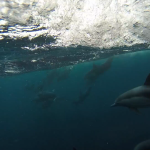 Santa Cruz Island – Snorkel, Dive & Dolphins