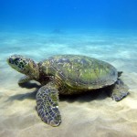 Maui shore diving June ’15